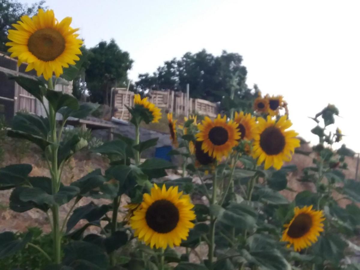 Georgia'S House Bed & Breakfast Fyti Ngoại thất bức ảnh